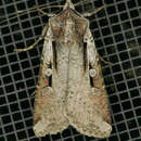 Image of Hemieuxoa Moth