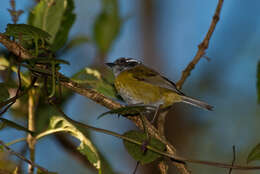 Image of Sooty-capped Bush Tanager