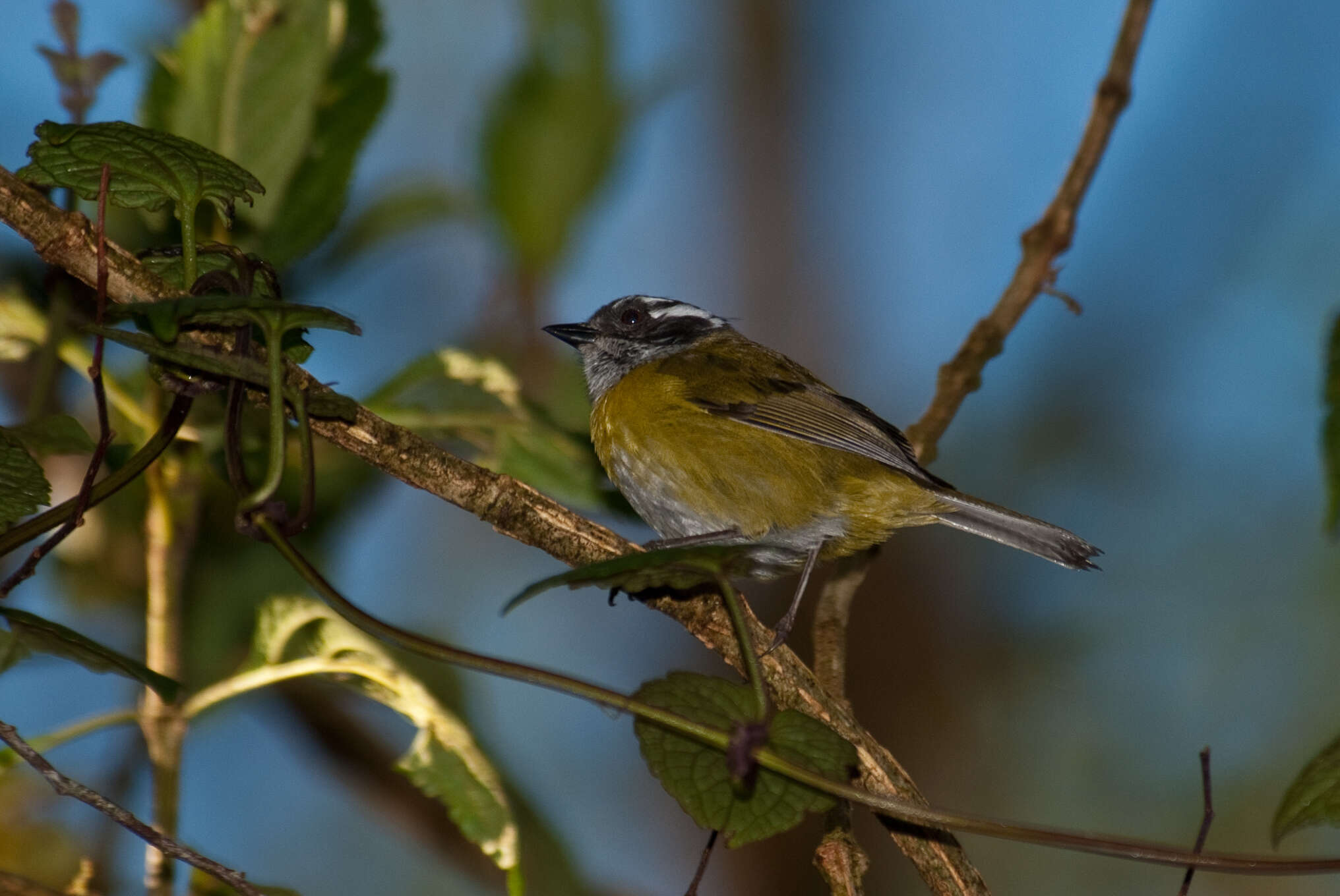 Image of Sooty-capped Bush Tanager