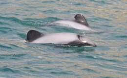 Image of Hector's Dolphin