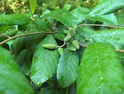 Image of Gray birch