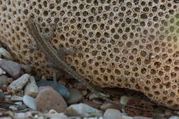 Image of Pristurus samhaensis Rösler & Wranik 1999