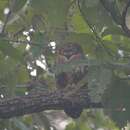 Image of Mottled Wood Owl