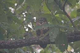 Image of Mottled Wood Owl