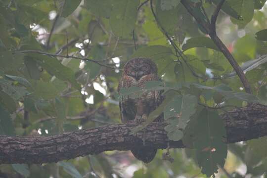 Image of Mottled Wood Owl