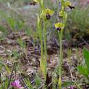 Sivun Ophrys omegaifera subsp. hayekii (H. Fleischm. & Soó) Kreutz kuva