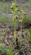 Image of Ophrys omegaifera subsp. hayekii (H. Fleischm. & Soó) Kreutz