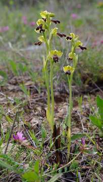 Image of Ophrys omegaifera subsp. hayekii (H. Fleischm. & Soó) Kreutz