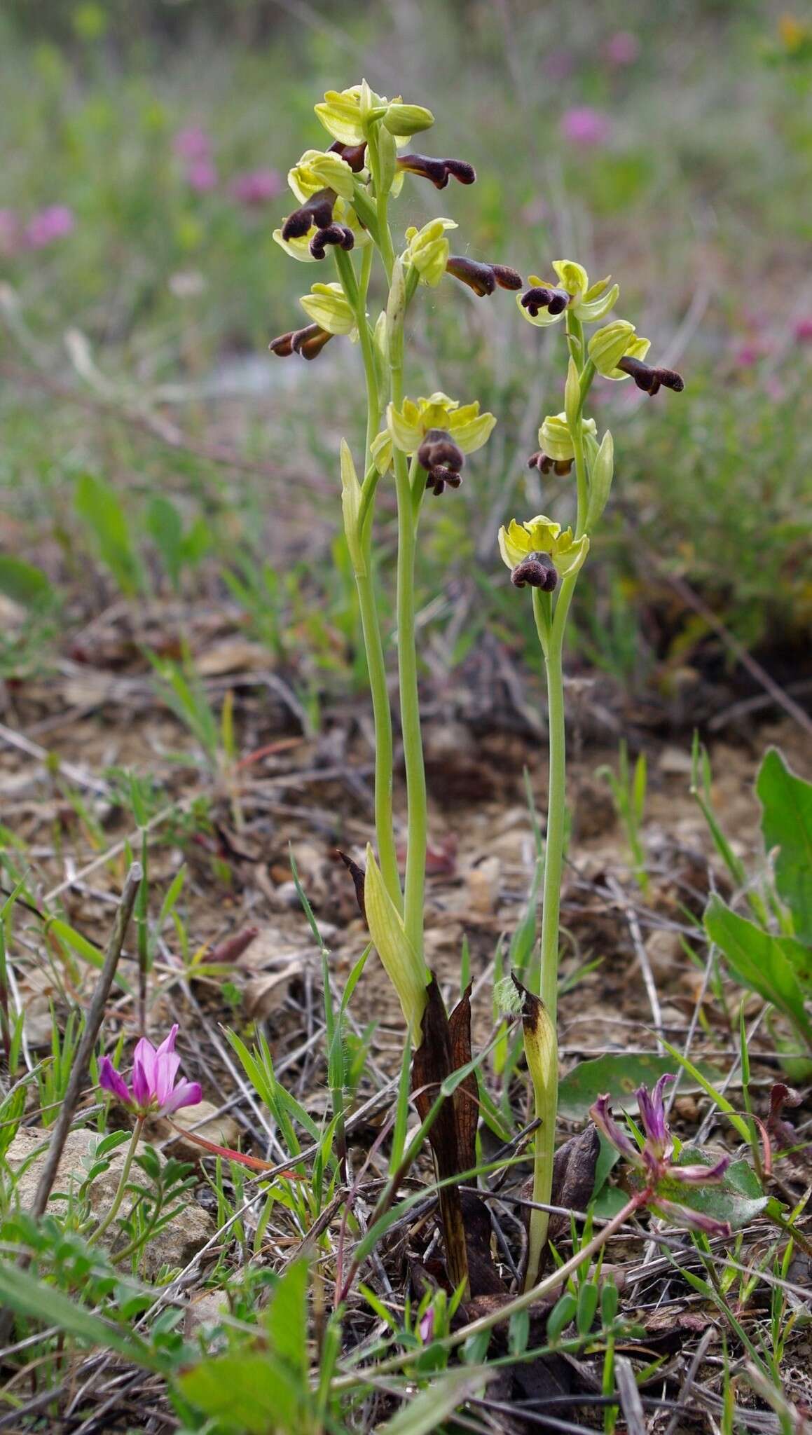 Image of Ophrys omegaifera subsp. hayekii (H. Fleischm. & Soó) Kreutz