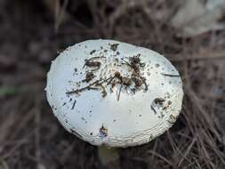 Image of Amanita gracilior Bas & Honrubia 1982