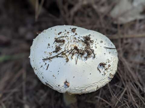 Image of Amanita gracilior Bas & Honrubia 1982