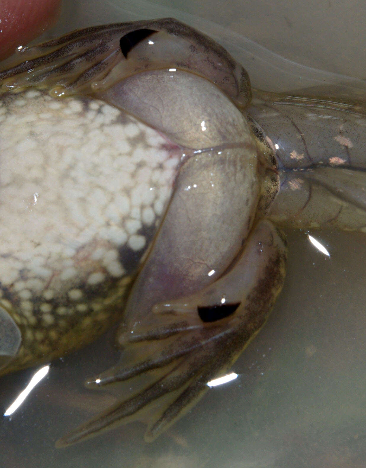 Image of Iberian Spadefoot Toad