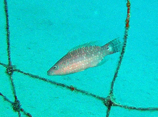 Image of Mental Wrasse