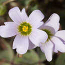 Imagem de Oxalis caerulea (Small) R. Knuth