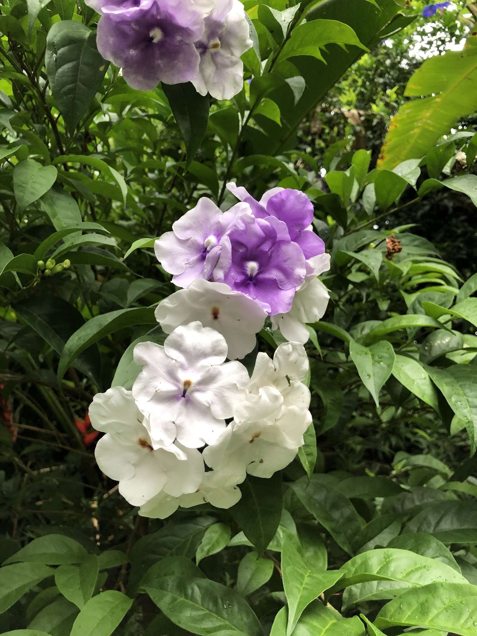 Brunfelsia grandiflora D. Don resmi