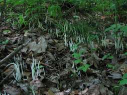 Image of Fairy fingers