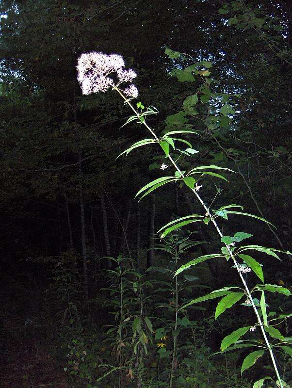 Image of queen of the meadow