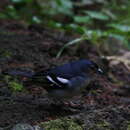 Image of La Palma Chaffinch