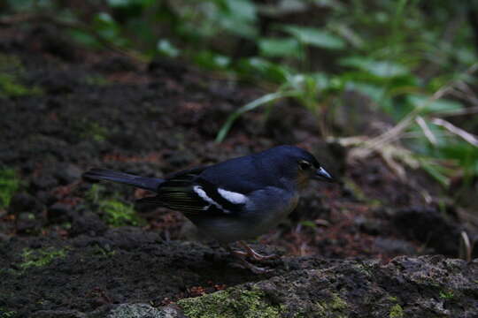 Image of La Palma Chaffinch