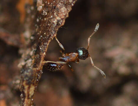 Image of Pheidole metallescens Emery 1895