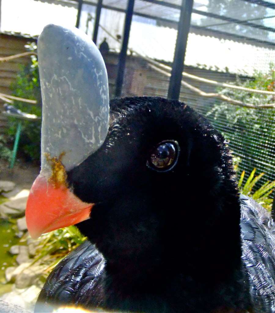 Image of Horned Curassow