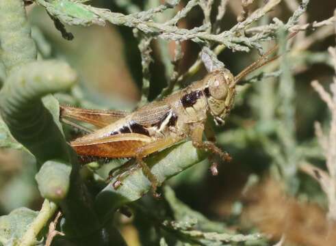 Melanoplus gracilipes Scudder & S. H. 1897的圖片