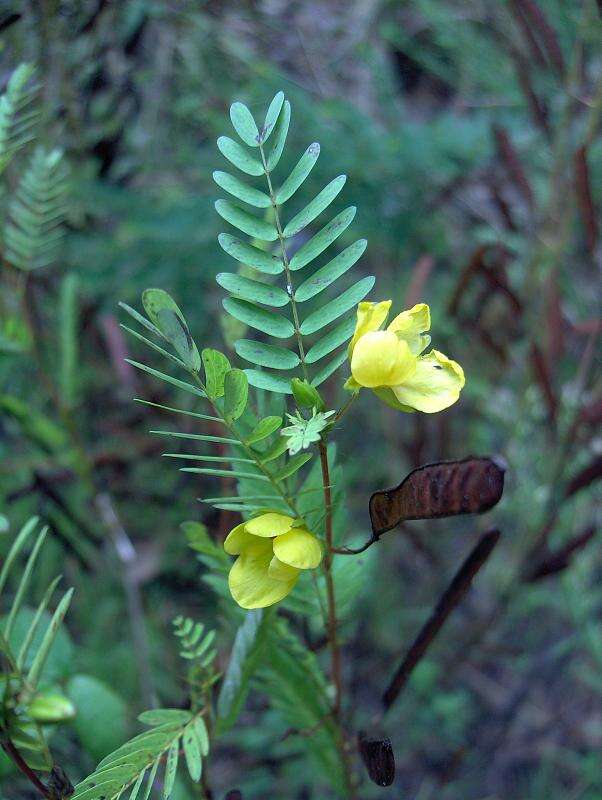 Image of partridge pea