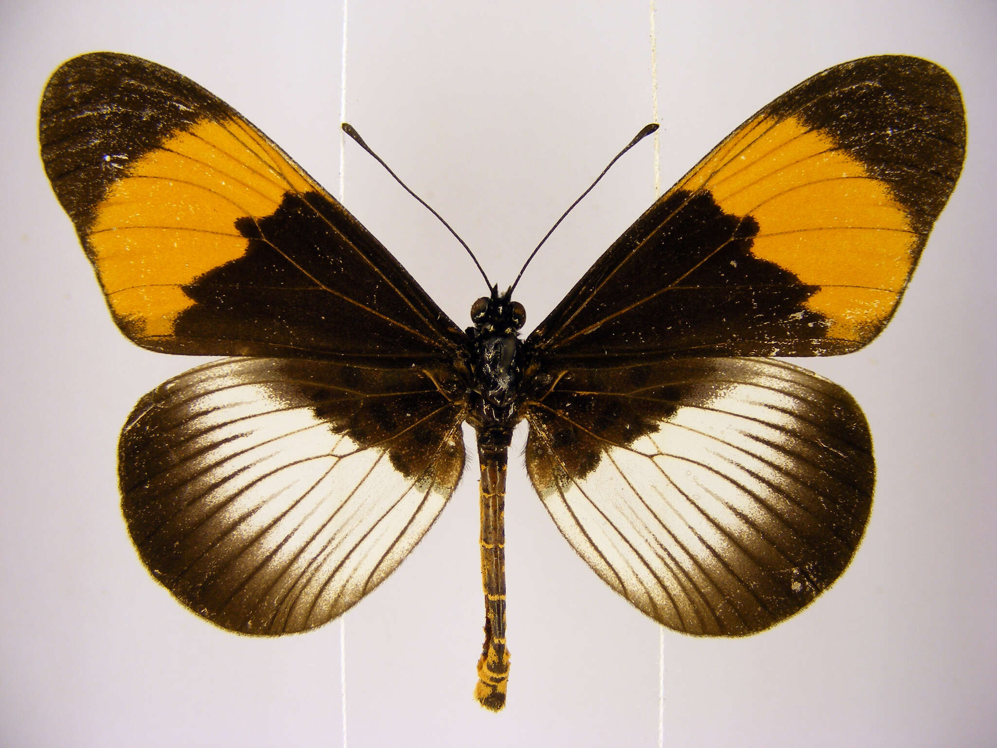 Image of Acraea poggei nelsoni Grose-Smith & Kirby 1892