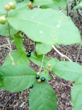 Plancia ëd Rauvolfia tetraphylla L.