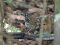 Image of Spot-winged Thrush