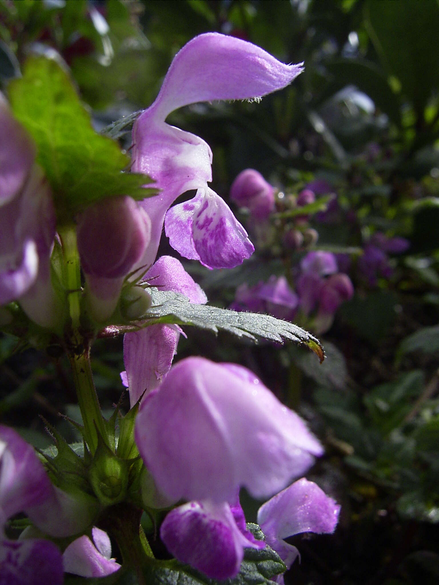 Image of spotted dead-nettle