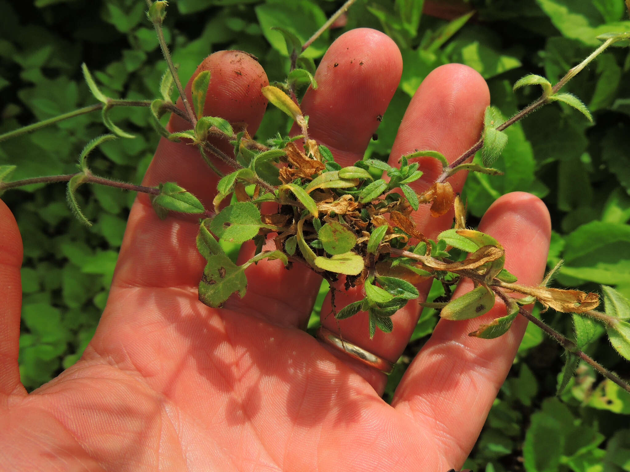 Image of common mouse-ear chickweed