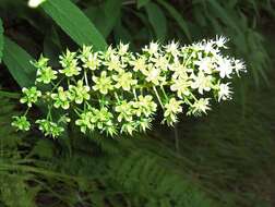 Image of amianthium