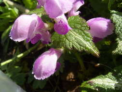 Image of spotted dead-nettle