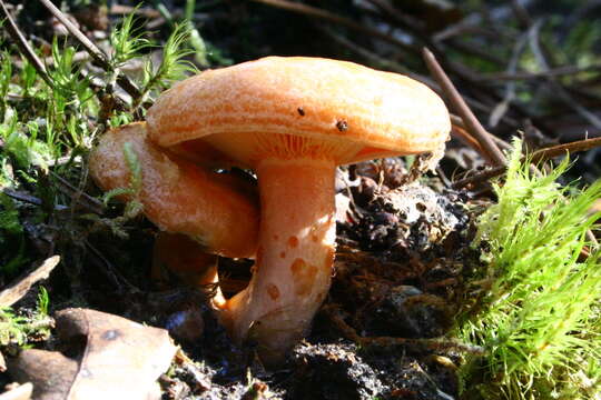 Image of Red Pine Mushroom