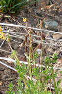 Image de Corydalis sibirica (L. fil.) Pers.