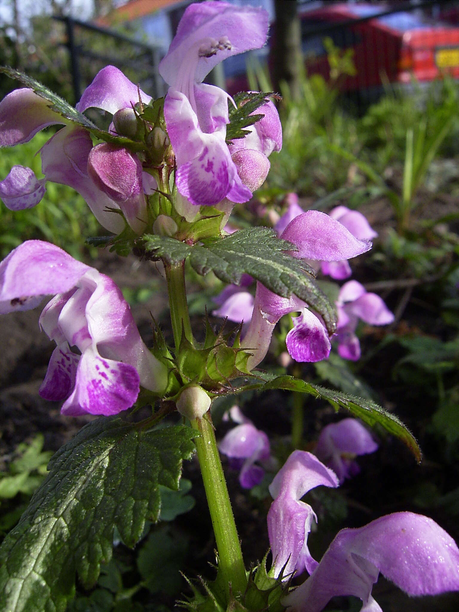 Image of spotted dead-nettle