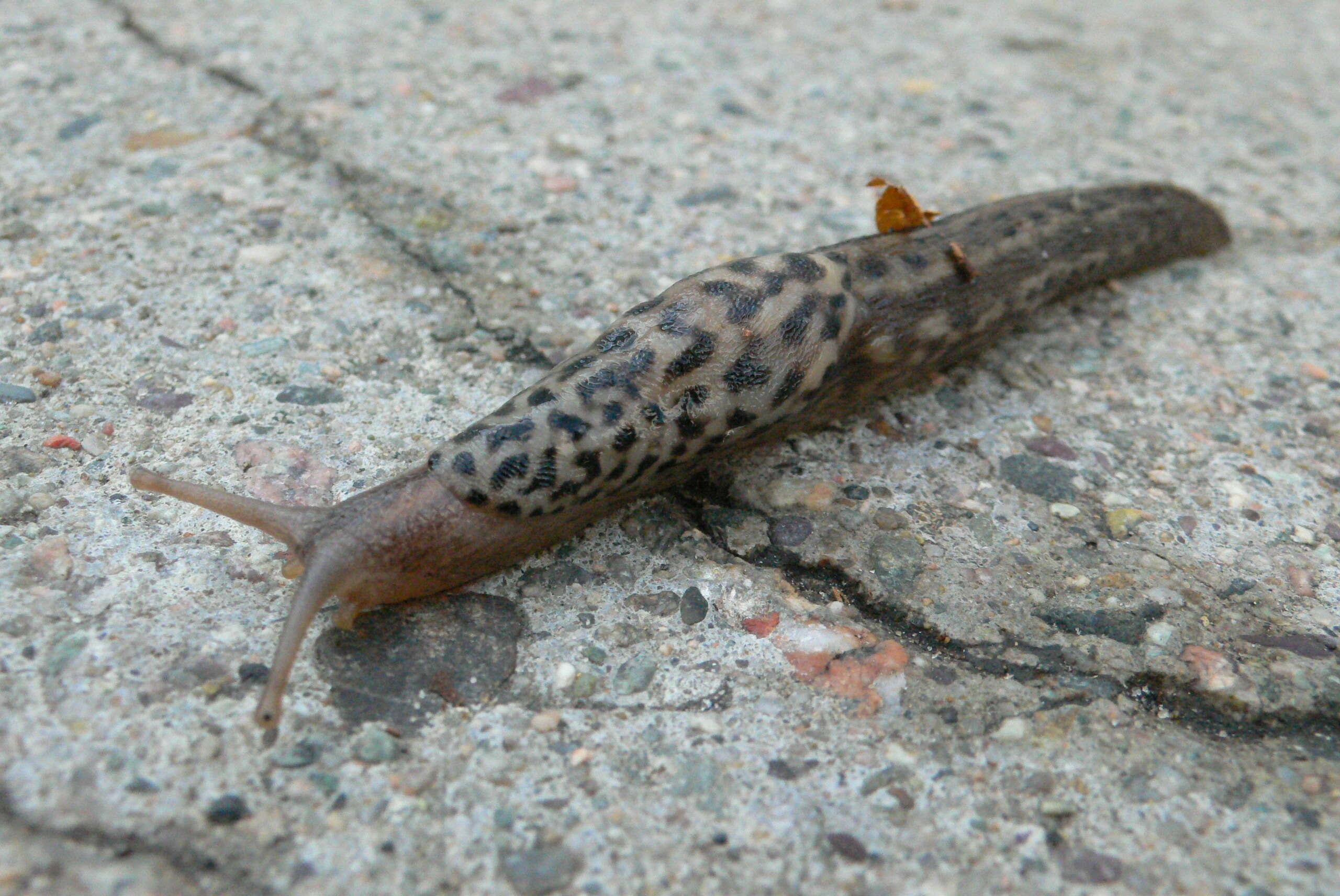 Image of garden slugs