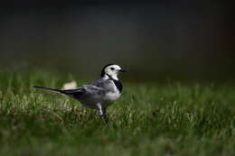 Image of Pied Wagtail and White Wagtail