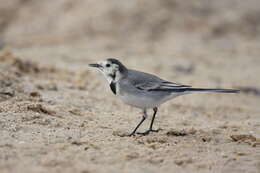 Image of Pied Wagtail and White Wagtail