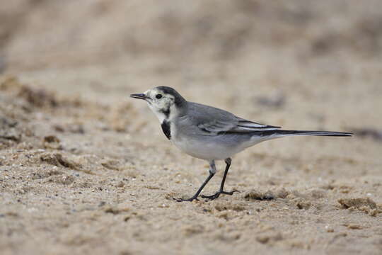 Image of Pied Wagtail and White Wagtail