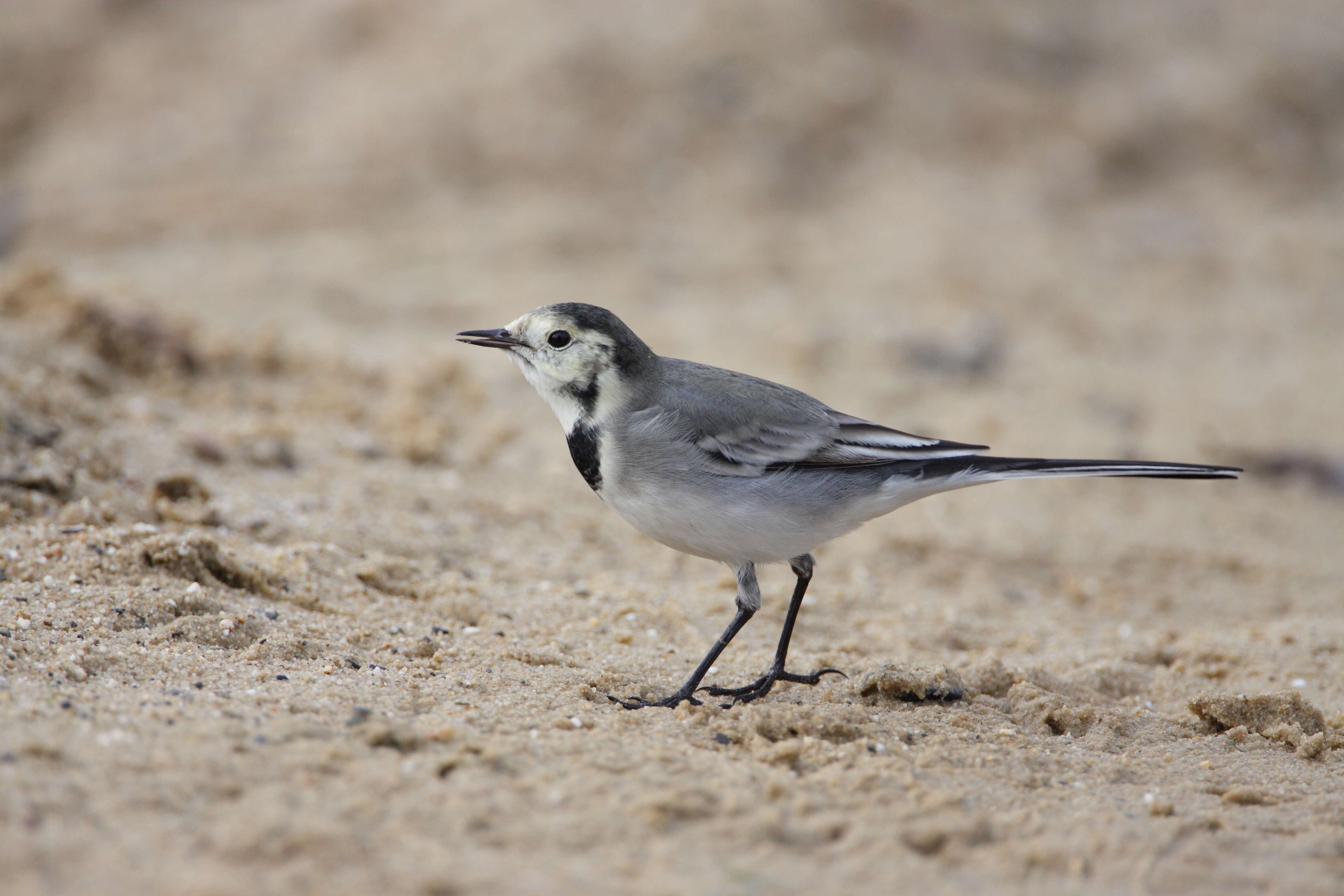 Image of Pied Wagtail and White Wagtail