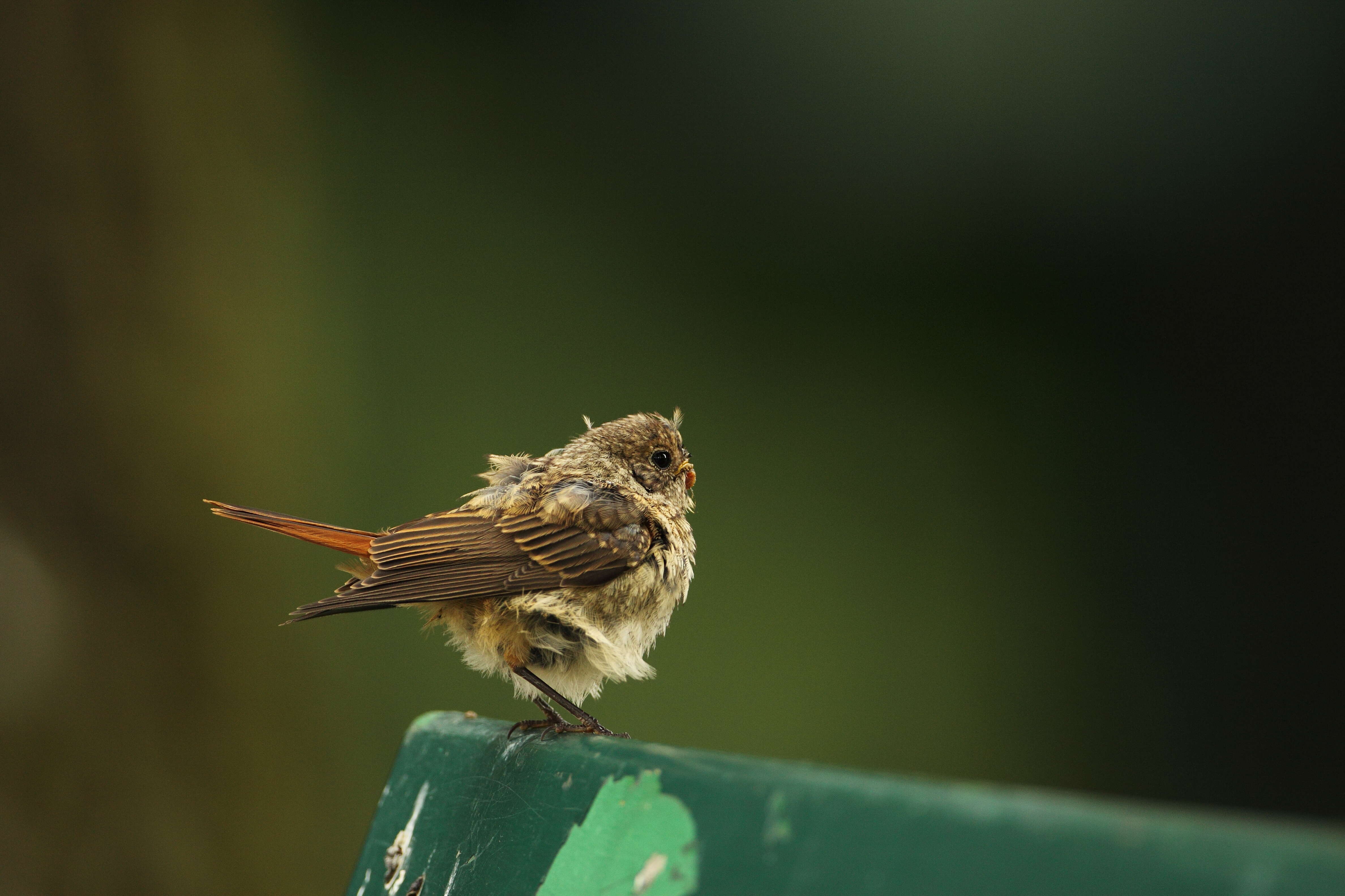 Image of Common Redstart