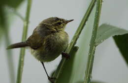 Image of Common Chiffchaff