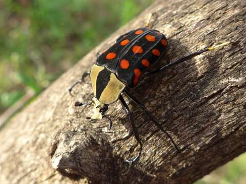 Image of Orange-spotted fruit chafer