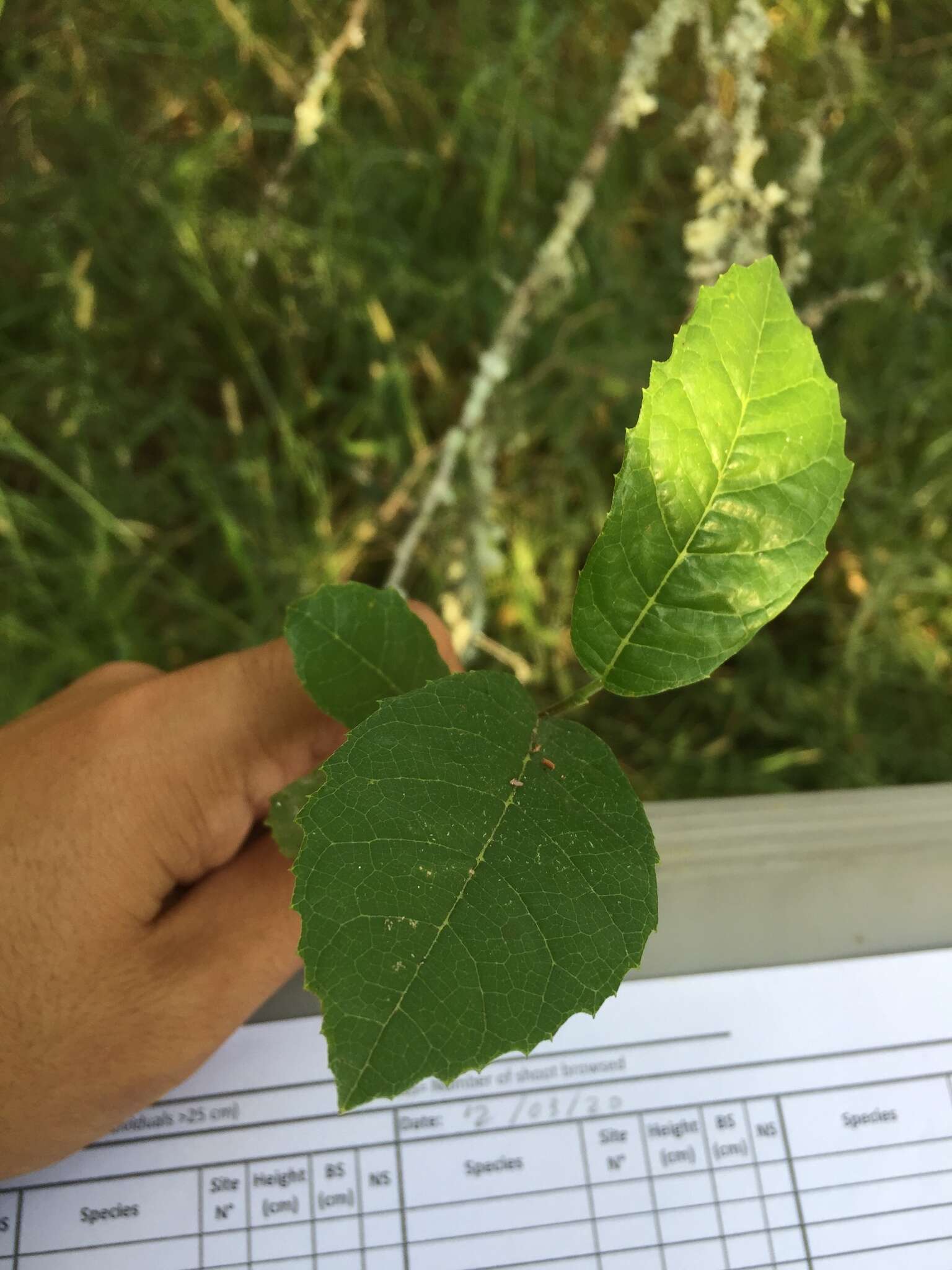 Image of Sorocea sprucei (Baill.) Macbr.