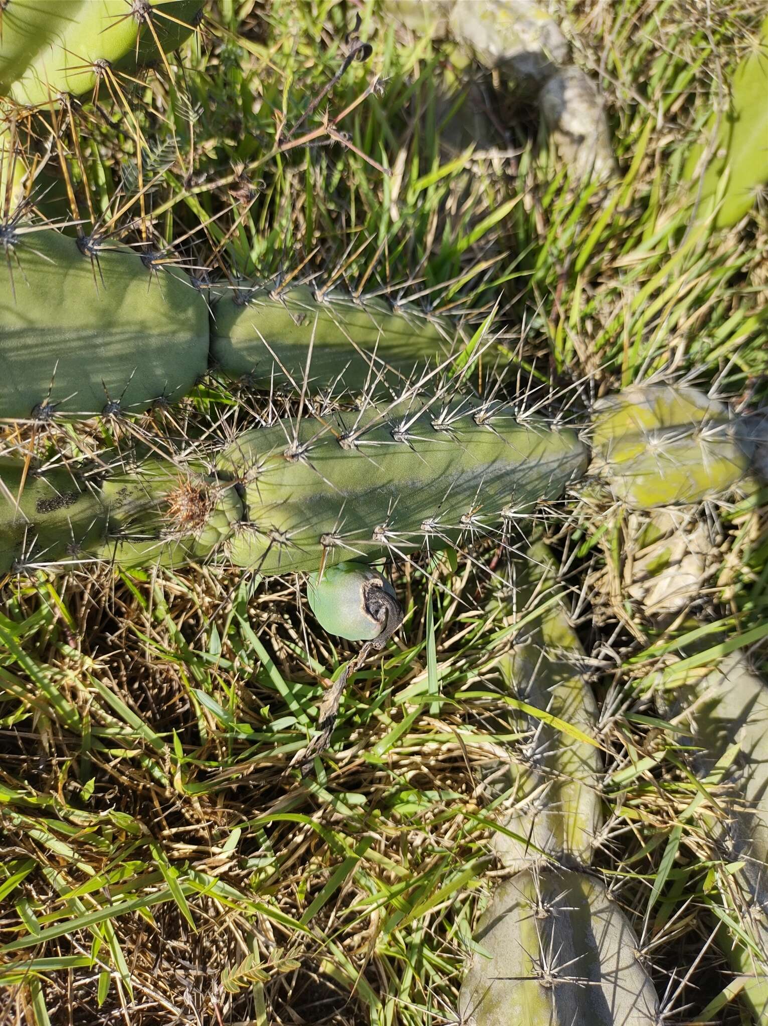 Image de Cereus fernambucensis subsp. fernambucensis