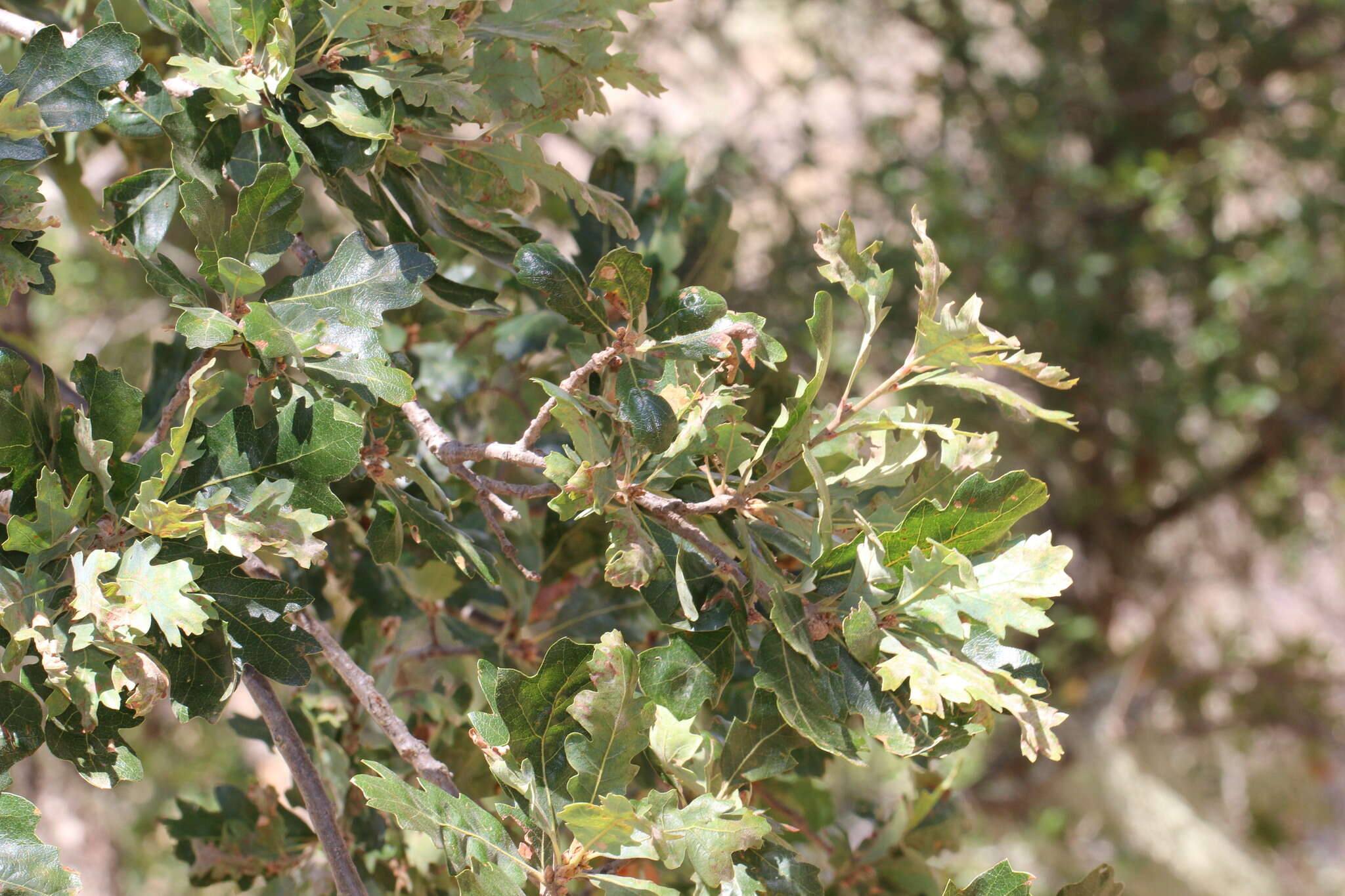 Imagem de Quercus jolonensis Sarg.