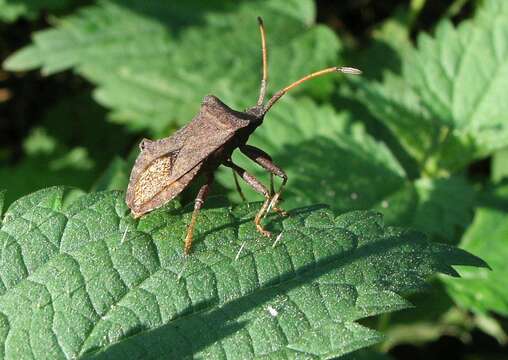 Image of Coreus