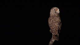 Image of Spotted Eagle-Owl